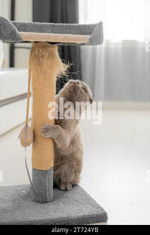 Niedliches Haustier, das zu Hause Krallen am Katzenbaum schärft Stockfoto