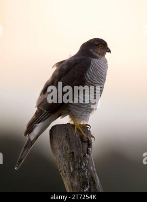 Ein wilder weiblicher Sparrowhawk (Accipiter nisus), der auf Holzpfosten in Warwickshire thront Stockfoto