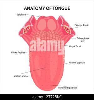 Anatomie der Illustration der menschlichen Zunge Stockfoto