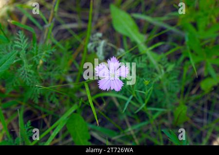 Rosa Wildblume - Nelkenfeld. Dianthus campestris Stockfoto