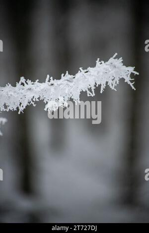 Ein Baumzweig, angekettet mit eisigen Nadeln Stockfoto