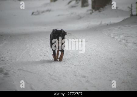 Einsamer Hund im gefrorenen Wald Stockfoto