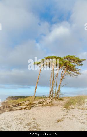 Weststrand an der Ostsee. Vom Wind aus ziehen sich die Kiefern am Strand durch die Dünen. Blick auf das Meer. Landschaftsfoto der Küste Stockfoto