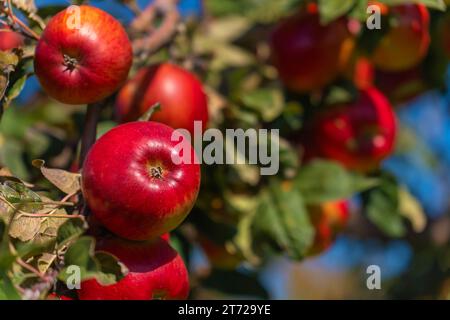 Nahaufnahme reifer roter Äpfel auf den Ästen eines Apfelbaums im Garten an einem sonnigen Tag. Rote Bio-Äpfel auf einem Baum. Apple-Saison Stockfoto