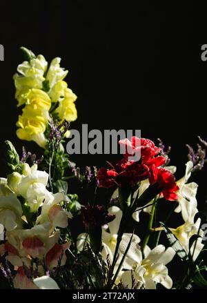 Hinterleuchtete Blumen auf schwarzem Hintergrund Stockfoto