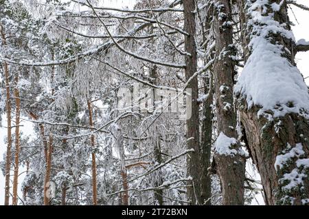 Winter, Baumkronen bedeckt mit Schnee, Wald bedeckt mit Schnee, Schnee und frostiges Wetter Stockfoto