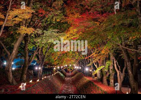Ahornkorridore leuchten bei Nacht, Ahorntunnel, Kawaguchiko See im Herbst, Yamanashi, Japan Stockfoto
