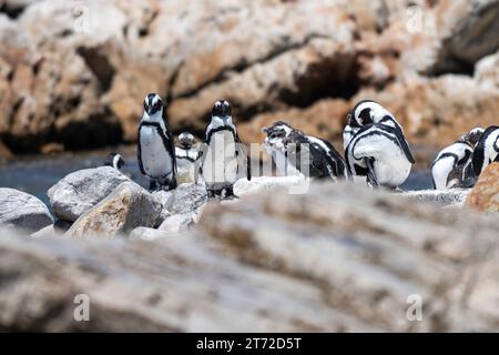 Eine Gruppe afrikanischer Pinguine erschoss eine Betty's Bay, Western Cape, Südafrika Stockfoto