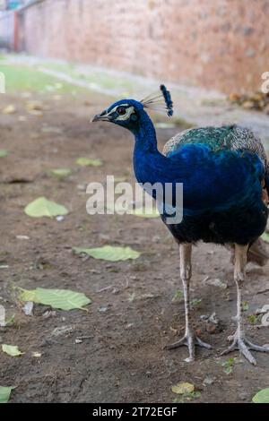 Ein einsamer Pfau, der um Chausath Khamba, Nizamuddin, Delhi spaziert. Stockfoto