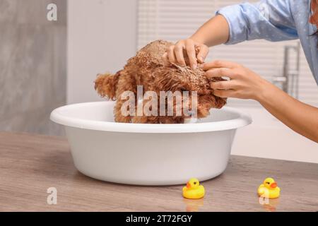 Frau wäscht den süßen Maltipoo-Hund drinnen im Becken. Schönes Haustier Stockfoto