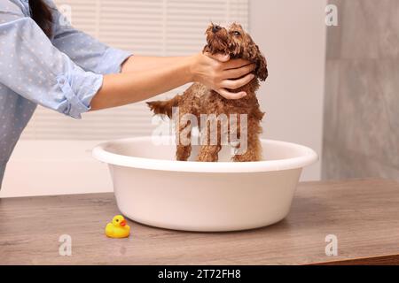 Frau wäscht den süßen Maltipoo-Hund drinnen im Becken. Schönes Haustier Stockfoto