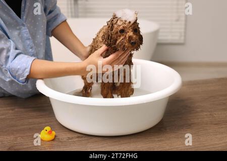 Frau wäscht den süßen Maltipoo-Hund drinnen im Becken. Schönes Haustier Stockfoto