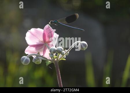 Gebänderte Prachtlibelle (Calopteryx splendens) sitzt auf der Blüte einer Herbst-Anemone ((Anemone hupehensis)) und frisst ein erbeutetes Insekt Stockfoto