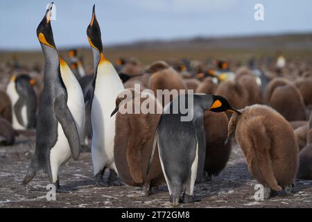 Ausgewachsene Königspinguine (Aptenodytes patagonicus), die in einer großen Gruppe fast ausgewachsener Küken am Volunteer Point auf den Falklandinseln stehen. Stockfoto