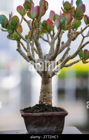 Bonsai ist die japanische und ostasiatische Kunst, Miniaturbäume in Containern anzubauen und zu trainieren Stockfoto