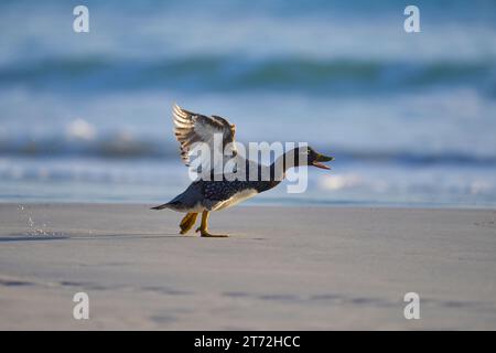 Weibliche Falkland Steamer Ente (Tachyeres brachypterus), die an einem Sandstrand am Volunteer Point auf den Falklandinseln rasen. Stockfoto