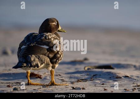 Weibliche Falkland Steamer Ente (Tachyeres brachypterus) an einem Sandstrand am Volunteer Point auf den Falklandinseln. Stockfoto