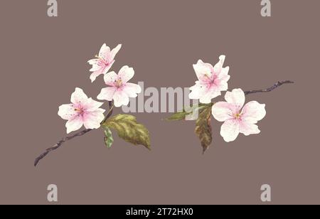Aquarellblühende Sakura. Handgemalte Blumen auf isoliertem Hintergrund. Botanisches Set für Hochzeitseinladungen oder Postkarten. Stockfoto