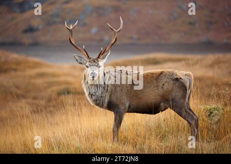 Wild Red Deer Hirsch am Loch Arkaig in den schottischen Highlands. Stockfoto