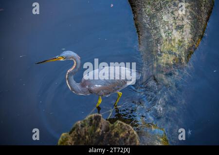 Großer blauer Reiher oder dreifarbiger Reiher Stockfoto