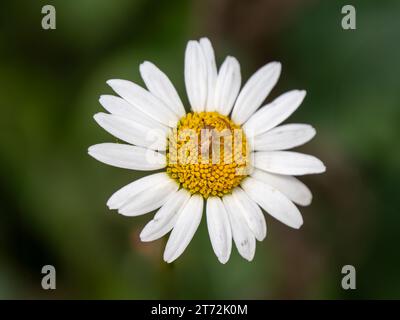 Dreibeinige Krabbenspinne wartet auf Beute auf Ochsenaugen Gänseblümchen Stockfoto