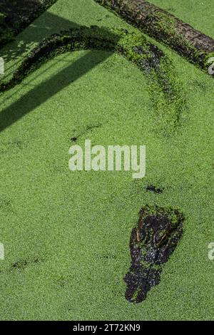 Alligatorkopf ragt aus grünem Entengras Stockfoto