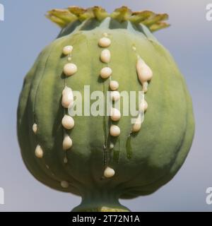 Detail des Opiummohnkopfes, in lateinischer Papaver somniferum, unreifer Mohnkopf mit Tropfen Opiummilchlatex Stockfoto