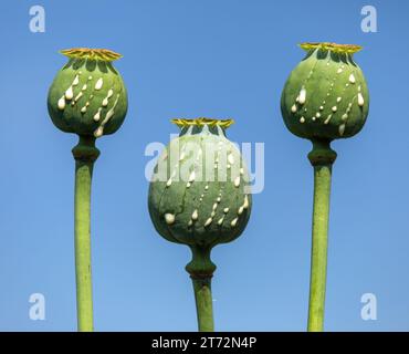 Detaildarstellung von Opiummohnköpfen, in latin papaver somniferum, unreifer Mohnkopf mit Tropfen Opiummilchlatex, drei Mohnkapseln isoliert auf blauer sk Stockfoto