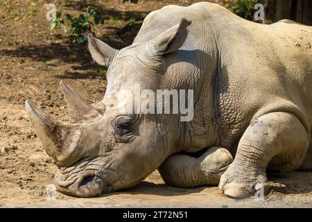 Weißes Nashorn im lateinischen ceratotherium simum Stockfoto