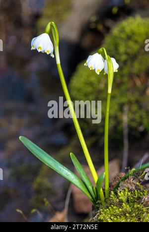 Frühlingsschneeflockenblumen in lateinischer Leucojum vernum Stockfoto