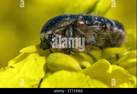 Grüner Rosenspender, lateinisch Cetonia aurata, auf gelber Rapsblüte Stockfoto