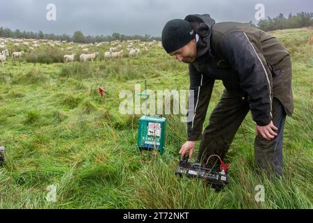 Hirtenmob weidet raue Weiden mit Schafen, die an einem nassen Herbsttag die elektrischen Zäune um das Fahrerlager bewegen. Cumbria, Großbritannien. Stockfoto