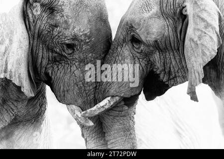 Zwei Elefanten spielen im namibischen Etosha-Nationalpark im Okaukuejo Waterhole Stockfoto