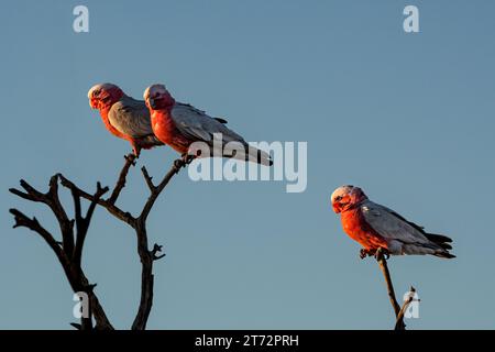 Galahs sitzen auf einem toten Baum in Zentralaustralien. Stockfoto