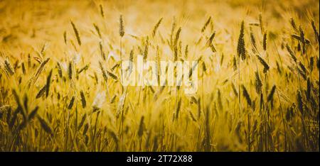 Junger grüner Roggen wächst an einem sonnigen Sommertag auf einem Feld. Landwirtschaft und Getreideanbau. Roggenernte. Stockfoto