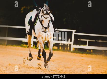 Ein schnelles weißes Pferd mit einem Reiter im Sattel galoppiert an einem Sommertag durch eine Outdoor-Arena. Dressurwettbewerbe. Pferdesport und Pferdesport Stockfoto