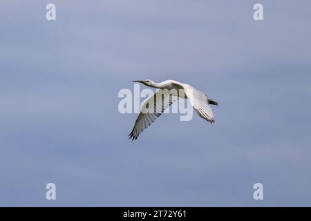 Ein fliegender Löffel an einem sonnigen Tag im Sommer, blauer Himmel, Nordfrankreich Stockfoto