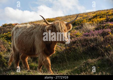 Im Dartmoor-Nationalpark wandern die Highland-Rinder frei. Stockfoto