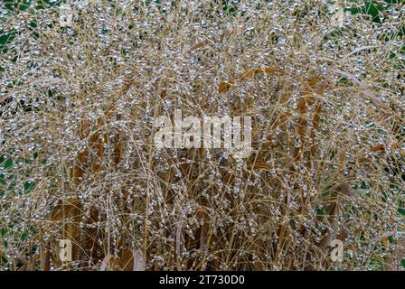 Gras nach Regen wechseln, Nahaufnahme. Mit wunderschönen Wassertropfen. Zierpflanze, Spätherbst. Gattung Panicum virgatum. Trencin, Slowakei Stockfoto