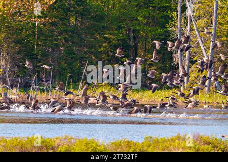 Gruppe von Kanadischen Gänsen, die im Wasser landen, mit immergrünen Bäumen im Hintergrund in ihrer Umgebung und ihrem umliegenden Lebensraum. Ein Vogelschwarm. Stockfoto