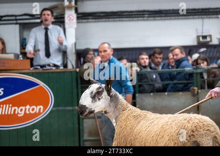 Bauern, die Widder verkaufen, und die Blue sahen sich dem Verkauf von Leicester im Hawes Auction Mart in North Yorkshire, Großbritannien, ausgesetzt. Stockfoto