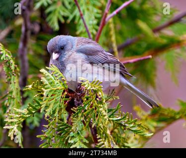 Junco Nahaufnahme Vorderansicht auf Zedernzweig mit einem Nadelwald Hintergrund in der Umgebung und Umgebung. Stockfoto