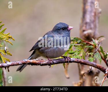 Nahaufnahme des Junco-Profils mit einem Nadelwald in seiner Umgebung und seinem Lebensraum, Stockfoto