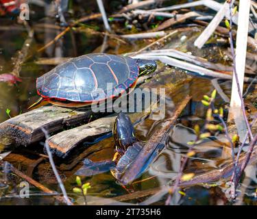 Gemalte Schildkrötenpaare aus nächster Nähe, die auf einem Moosbaum mit Sumpfvegetation in ihrer Umgebung und ihrem Lebensraum ruhen. Schildkrötenbild. Stockfoto