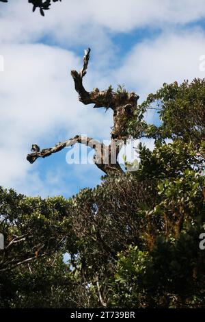 Ein alter Baum ist ein stoischer Zeuge des Verganges der Zeit. Die knorrigen Zweige erzählen von vergangenen Jahreszeiten und die verwitterte Rinde flüstert Stockfoto