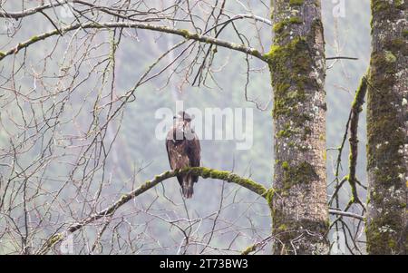 Eagle in nebeliger Winterlandschaft von Chehalis Flats, Kilby Park, in der Nähe von Harrison Mills, British Columbia, Kanada; Stockfoto