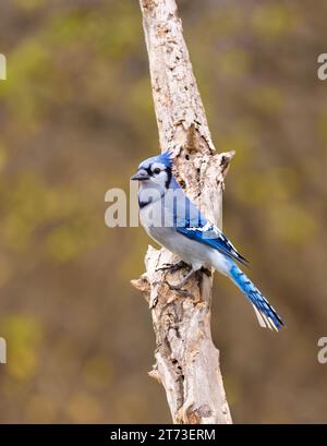 Blue Jay (Cyanocitta cristata) thronte an einem wunderschönen Herbsttag in Kanada auf einem Zweig Stockfoto