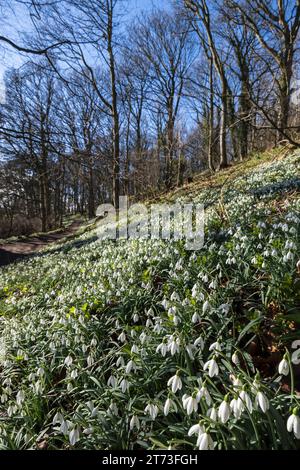 Teppiche von Schneeglöckchen Galanthus nivalis; am Ufer blühend neben einem Waldweg; Co Durham; Februar Stockfoto