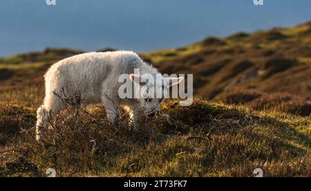 Hinterleuchtetes junges Lamm auf der Suche nach toten Heidekrautstielen im Moorland, North Yorkshire, April Stockfoto