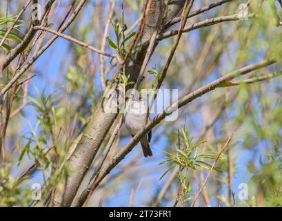 Blackcap Sylvia atricapilla, männlich, stehend auf Baumzweig singend, RSPB Saltholme Reserve, Teesside, April Stockfoto